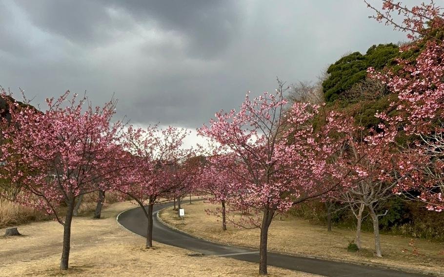 🏞️ 가나가와 현립 간논자키 공원 이미지 8